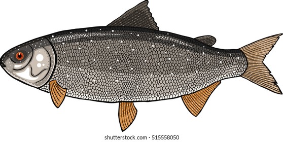 coregonus