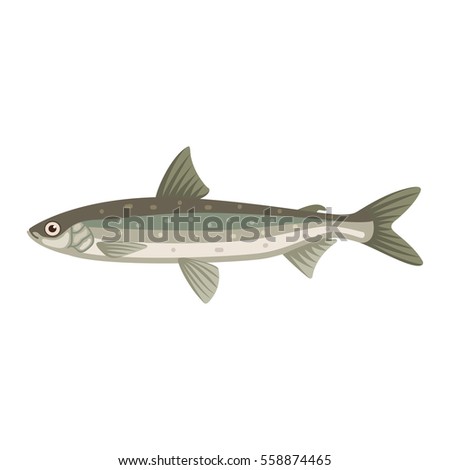 Coregonus albula vendance cisco fish