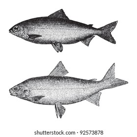 Coregonus wartmanni above and Whitefish (Goregonus albus) below / vintage illustration from Meyers Konversations-Lexikon 1897