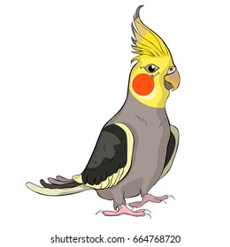 Corella nymph parrot cockatoo family Vector illustration