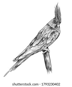 Corella parrot, bird  isolated on white background.hand drawn vector illustration 