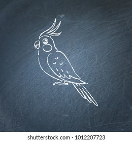 Corella parrot icon sketch on chalkboard. Tropical bird drawing on blackboard.