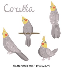 Corella parrot set in grey and yellow colors. Cockatiel collection in hand drawn cartoon style. Flat vector colorful illustration with Nymphicus hollandicus bird.