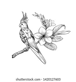 
Corella parrot sitting on a blooming Plumeria branch.Vector illustration in engraving style. Vintage image of exotic nature.