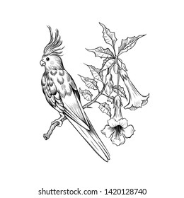 

Corella parrot sitting on a blooming Campsis branch. Vector illustration in engraving style. Vintage image of exotic nature.