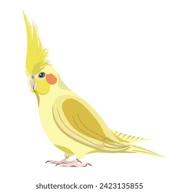 Corella parrot of yellow color, a bird of the cockatoo family, isolated on a white background.
​