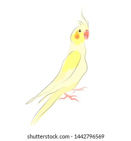 Corella. Yellow parrot isolated on white. Vector illustration.