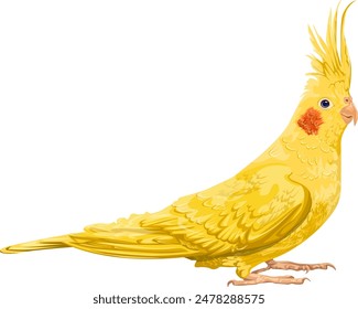 Corella is a yellow parrot with red cheeks. bird pet