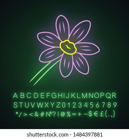 Coreopsis neon light icon. Rudbeckia garden flower. Calliopsis plant. Blooming daisy, camomile wildflower. Glowing sign with alphabet, numbers and symbols. Vector isolated illustration