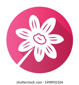 Coreopsis purple pink flat design long shadow glyph icon. Rudbeckia garden flower. Calliopsis plant. Blooming daisy, camomile wildflower. Vector silhouette illustration