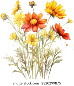 Coreopsis Watercolor illustration. Hand drawn underwater element design. Artistic vector marine design element. Illustration for greeting cards, printing and other design projects.