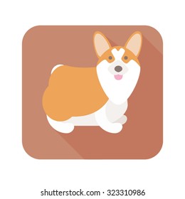 corgi 2