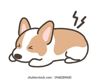 corgi con dolor de espalda. Disco herniado.