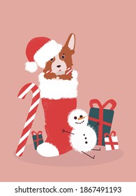 Corgi in a Christmas sock wearing a Santa hat. Christmas lollipop, snowman and gifts.