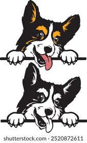 Corgi color peeking dogs vector, white background, vector illustration