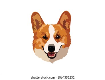 corgi cute purebred dog