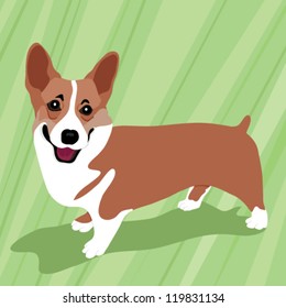 Corgi Dog