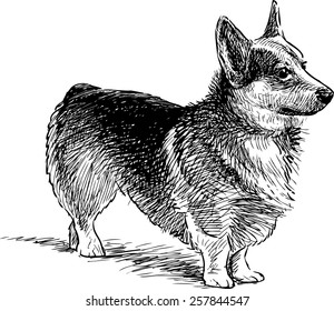 corgi dog