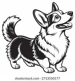 Corgi perro en blanco y negro