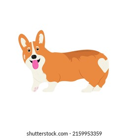 Corgi dog. Cute puppy. Vector illustration.