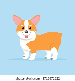 Corgi dog, cute vector illustration in flat style