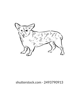 A corgi dog, drawn by hand in black and white. Line drawn in a sketch style. Famously the breed of dog as owned by the Queen of England. Regal vector.