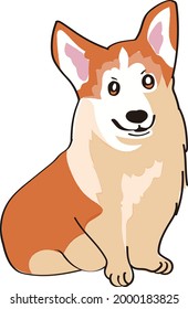 Corgi dog drawn in vector.
