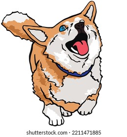 Corgi Dog Pet Colored Drawing