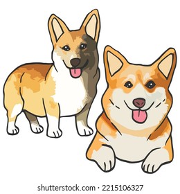 Corgi Dog Pets Colored Drawing