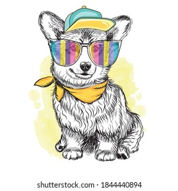 Corgi dog in a rainbow color glasses. Sticker on the wall. Sketch, drawn, artistic, color portrait of an Corgi puppy on a white background.