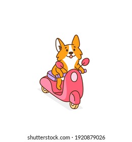 Corgi dog rides on a pink motobike. It can be used for card, brochures, poster, sticker etc. Vector image isolated on white background.