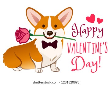 Corgi dog with rose flower in mouth Valentine's day card vector cartoon. Cute sitting corgi puppy on white background. Funny humorous love, pets, animals, Happy Valentine's Day theme design element.