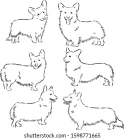 Corgi dog set, sketch vector illustration 