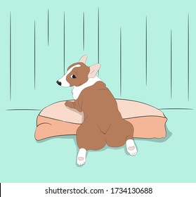 corgi dog sitting in a room, vector, color