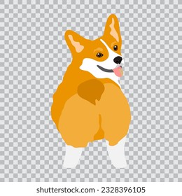 Corgi dog is standing backwards. Isolated vector illustration on a transparent background