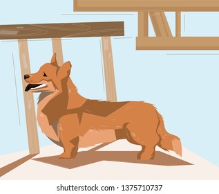 Corgi dog standing on the floor in front of the table with the tongue hanging out and watching at something up. Vector flat hand drawn illustration