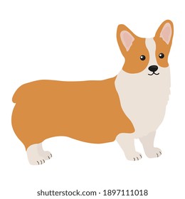 Corgi dog vector cartoon illustration. Cute friendly welsh corgi puppy, isolated on white background. Great for icon, symbol, card, children's book