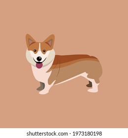 Corgi dog vector cartoon illustration. Cute friendly welsh corgi puppy smiling with tongue out isolated on pink backgroud