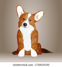 Corgi The Dog - Vector and Illustration