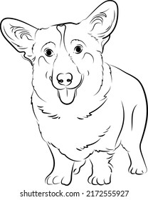 Corgi dog vector illustration art