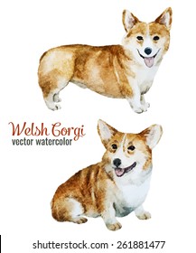 corgi, dog, watercolor, vector