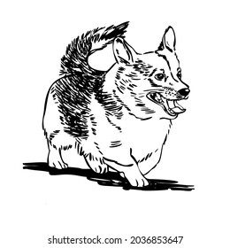 Corgi Hund. Walisische Korgi-Vektorgrafik. Rahmenstil.