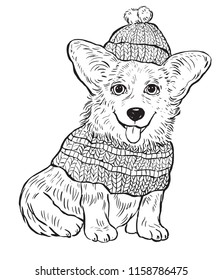 The Corgi dog in winter hat and sweater. Illustration for coloring