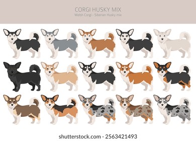 Corgi Husky mix clipart. Welsh Corgi Siberian Husky mix. Different coat colors set.  Vector illustration