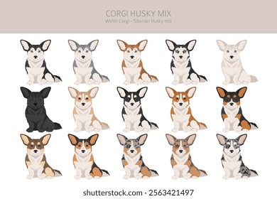 Corgi Husky mix clipart. Welsh Corgi Siberian Husky mix. Different coat colors set.  Vector illustration