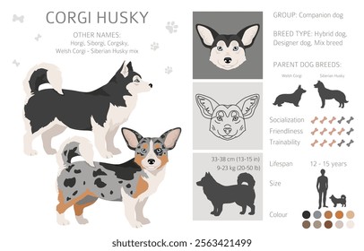 Corgi Husky mix clipart. Welsh Corgi Siberian Husky mix. Different coat colors set.  Vector illustration