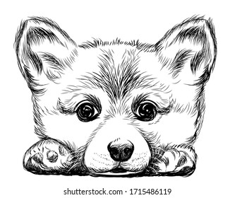 Corgi puppy dog. Sticker on the wall. Sketch, drawn, artistic, black-and-white portrait of an Corgi puppy on a white background.