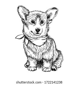 Corgi puppy dog. Sticker on the wall. Sketch, drawn, artistic, color portrait of an Corgi puppy on a white background.