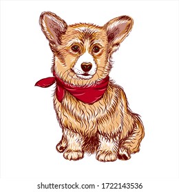 Corgi puppy dog. Sticker on the wall. Sketch, drawn, artistic, color portrait of an Corgi puppy on a white background.