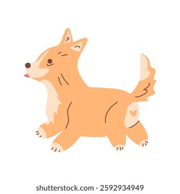 The corgi puppy runs happily. The vector illustration shows a pedigreed dog. The character is a puppy with his tongue hanging out. Pet. Flat vector illustration. Dog training, walking, pet supplies